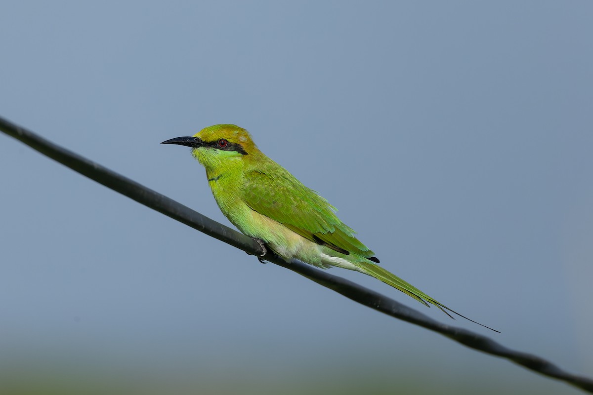 Asian Green Bee-eater - ML642198931