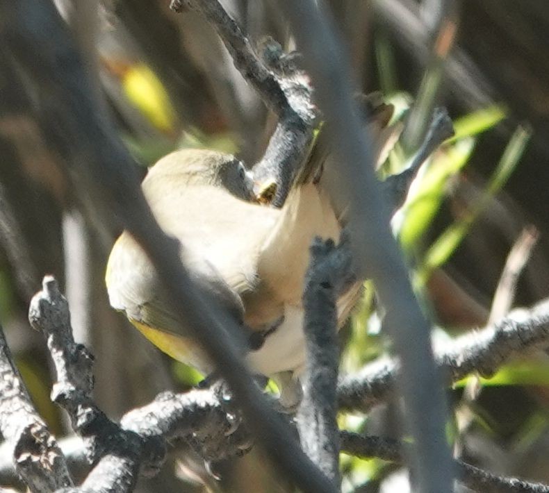 Yellow-breasted Chat - ML642198932