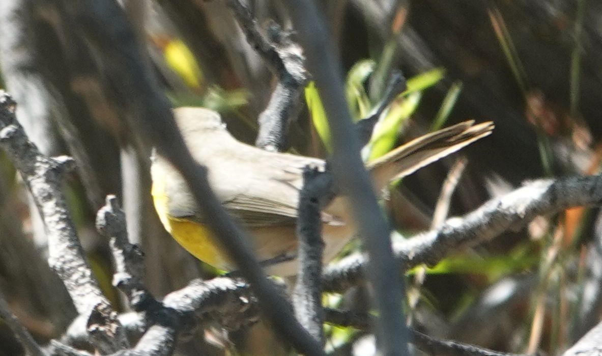Yellow-breasted Chat - ML642198934