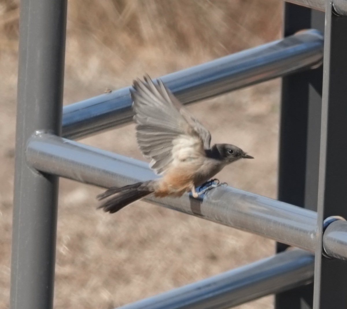 Say's Phoebe - ML642198935