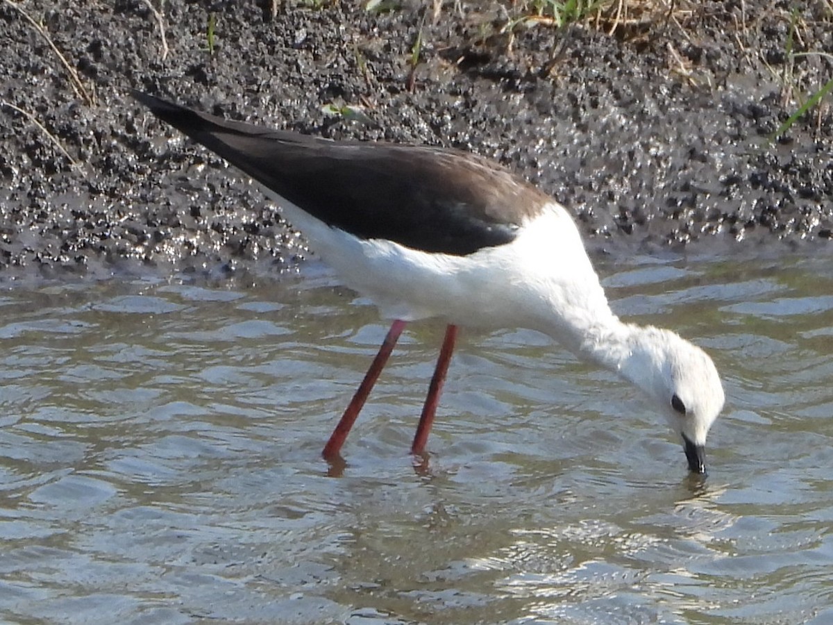 Black-winged Stilt - ML642198936