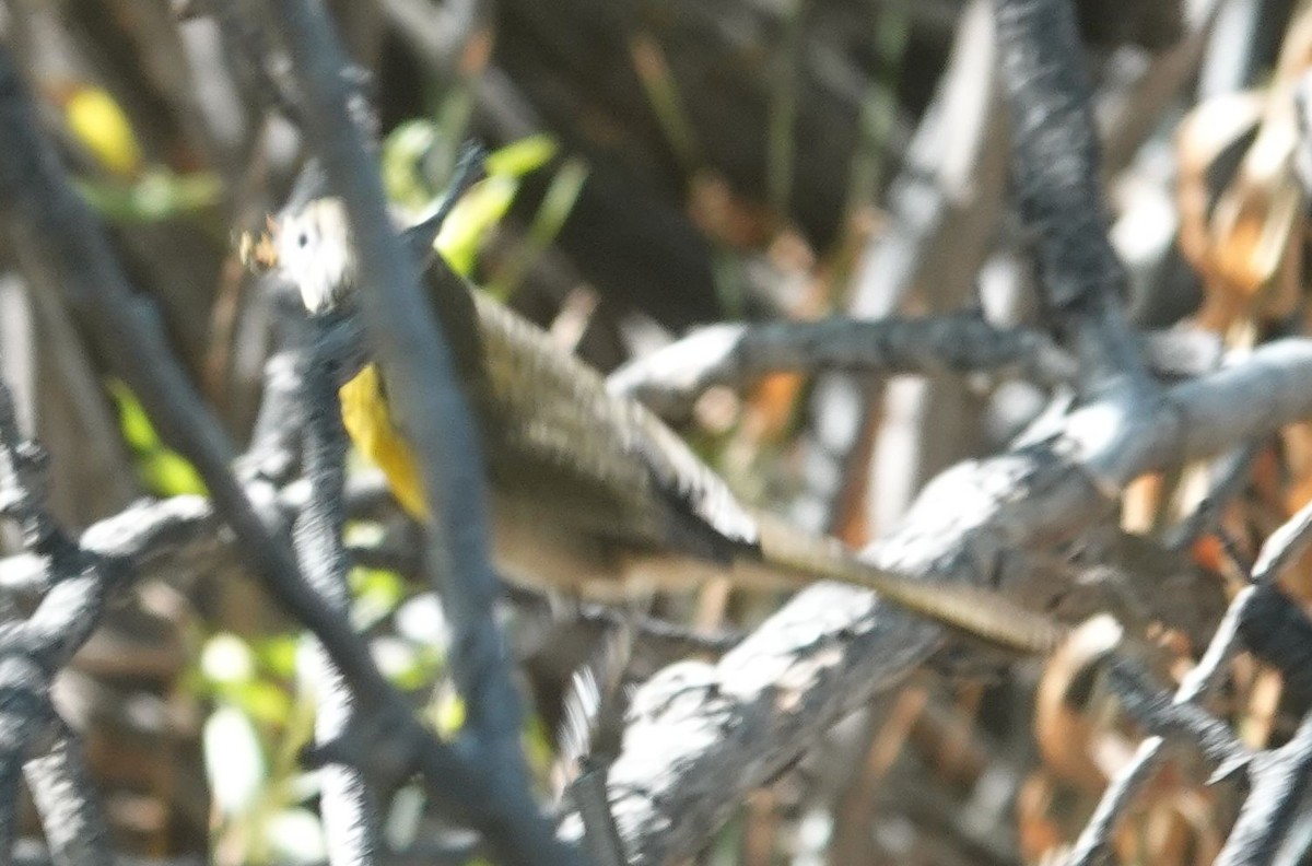 Yellow-breasted Chat - ML642198938