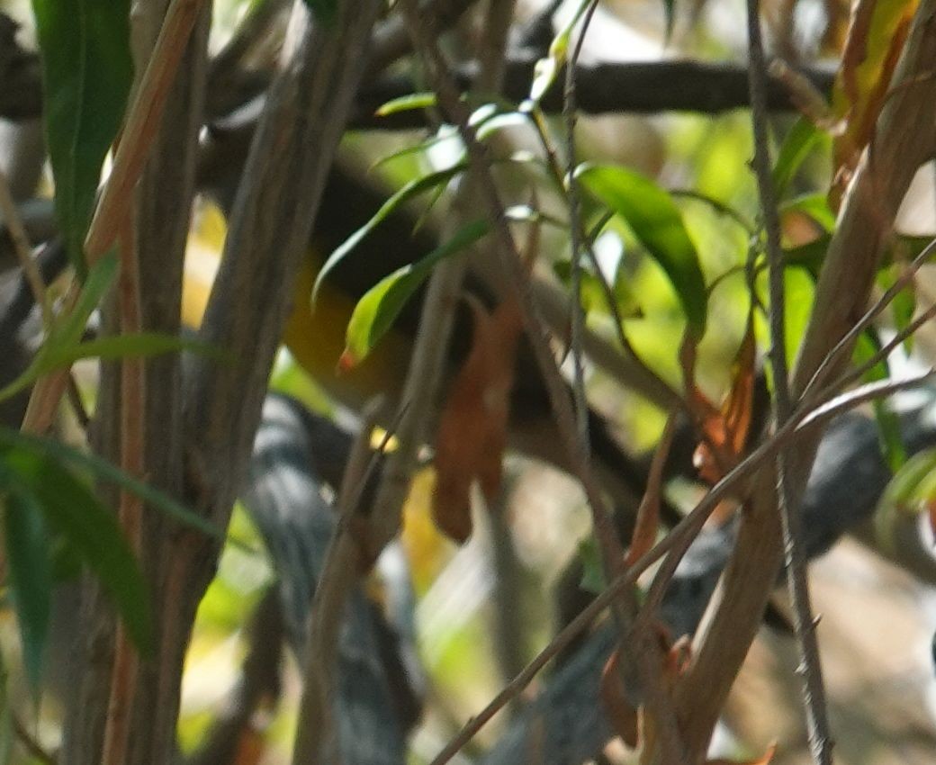 Yellow-breasted Chat - ML642198943