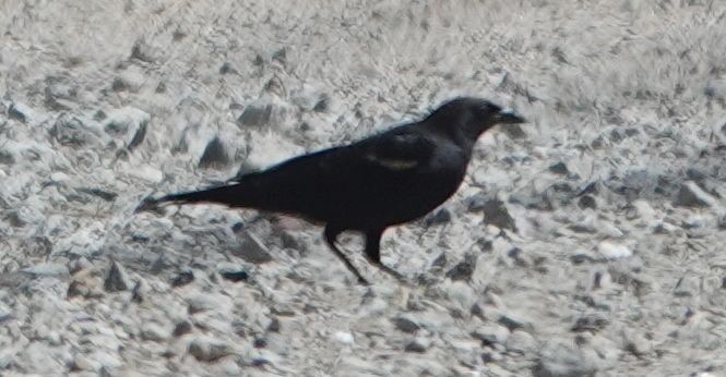 Tricolored Blackbird - ML642198953