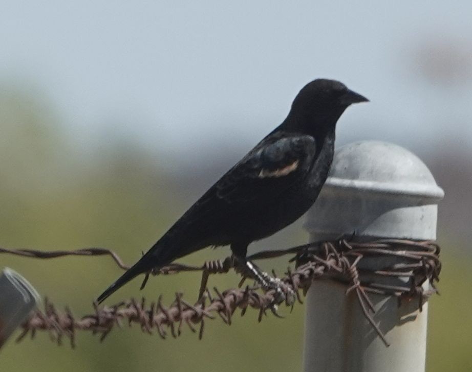 Tricolored Blackbird - ML642198957