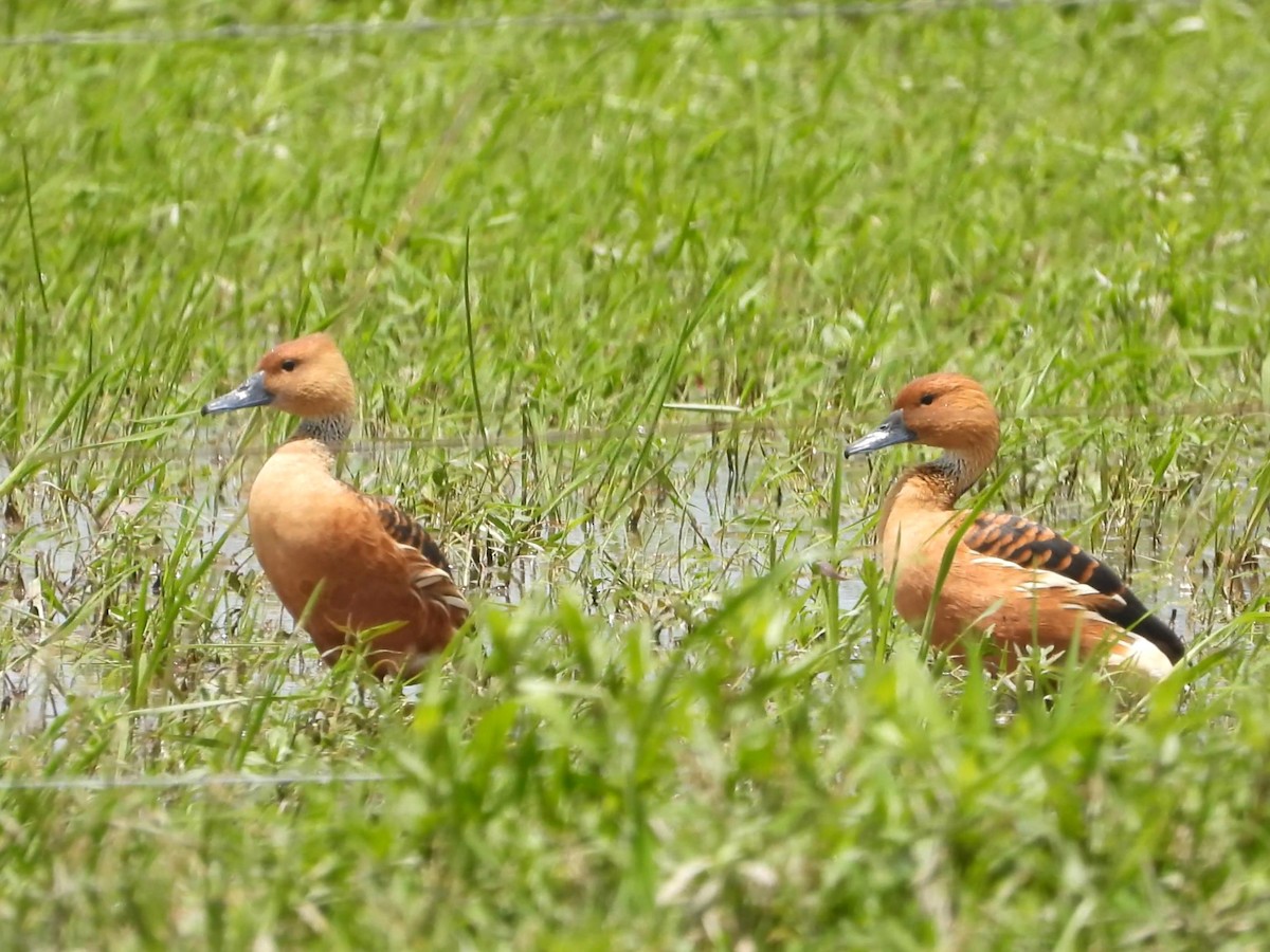 Fulvous Whistling-Duck - ML642198959
