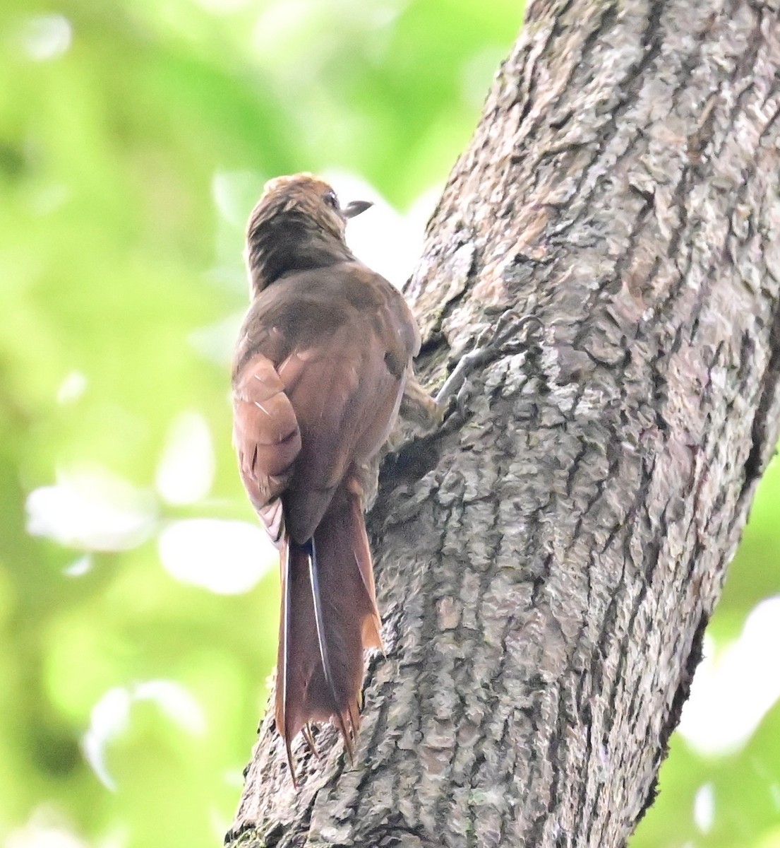 Northern Barred-Woodcreeper - ML642198985