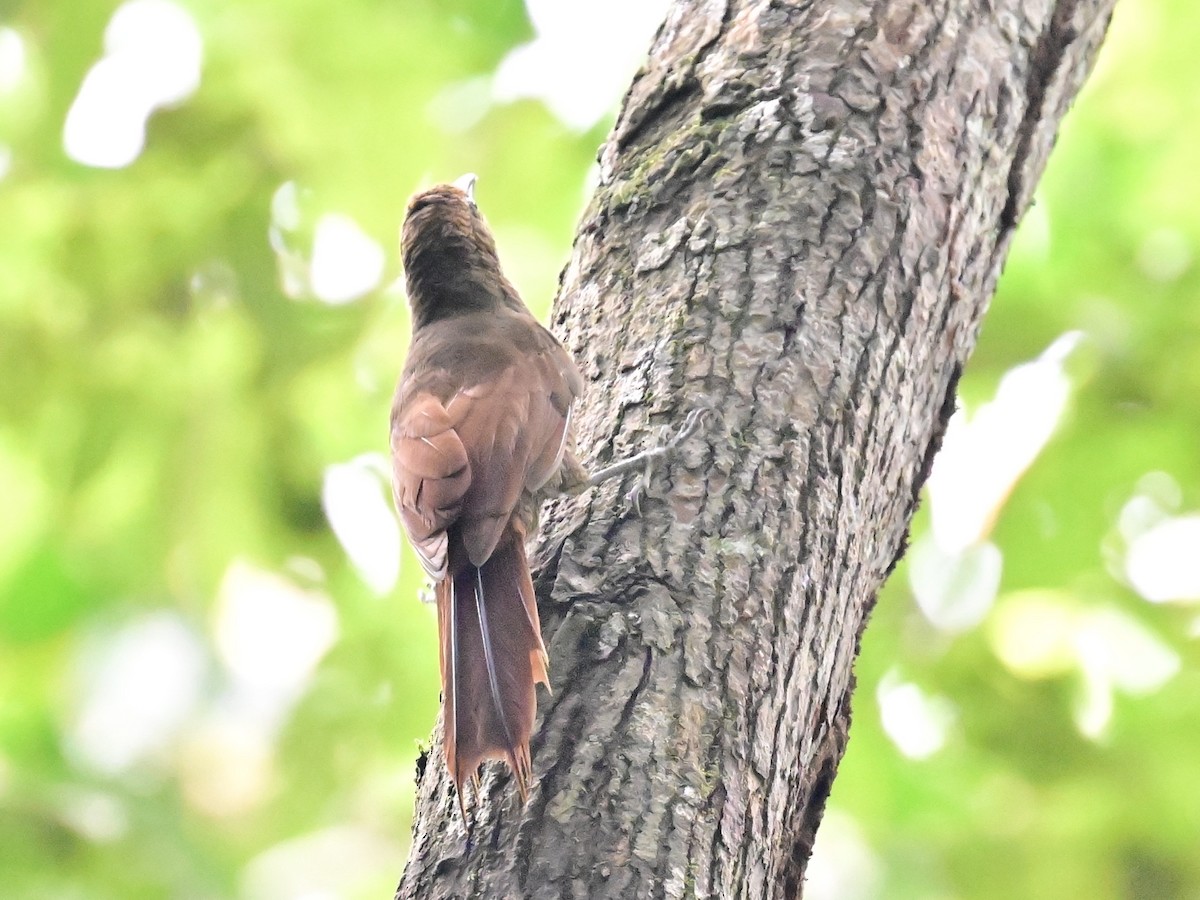 Northern Barred-Woodcreeper - ML642198986