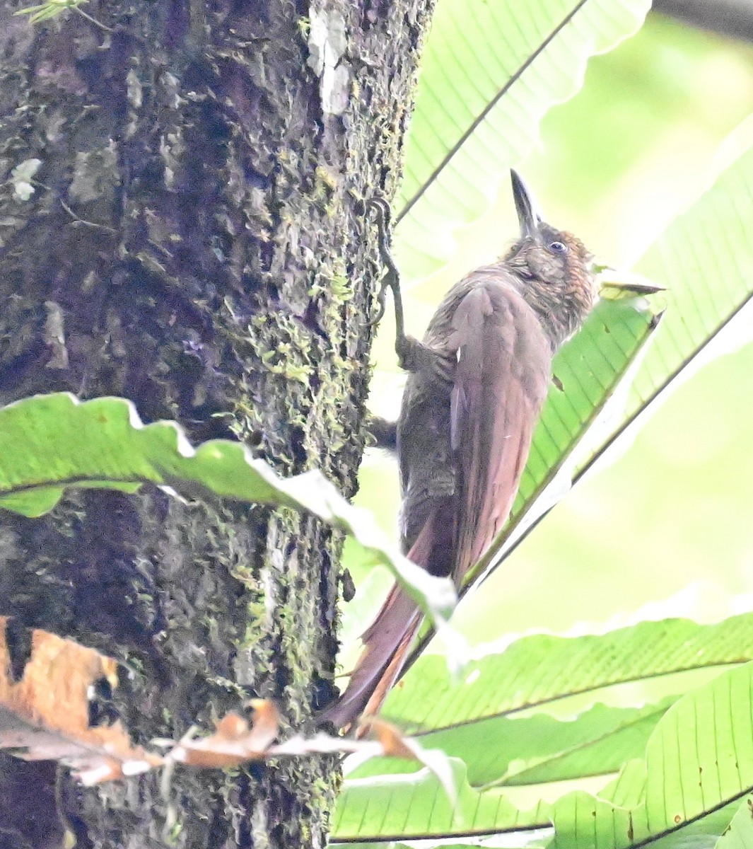 Northern Barred-Woodcreeper - ML642198987