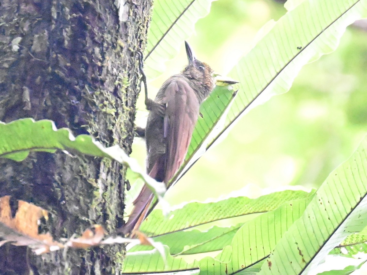 Northern Barred-Woodcreeper - ML642198988