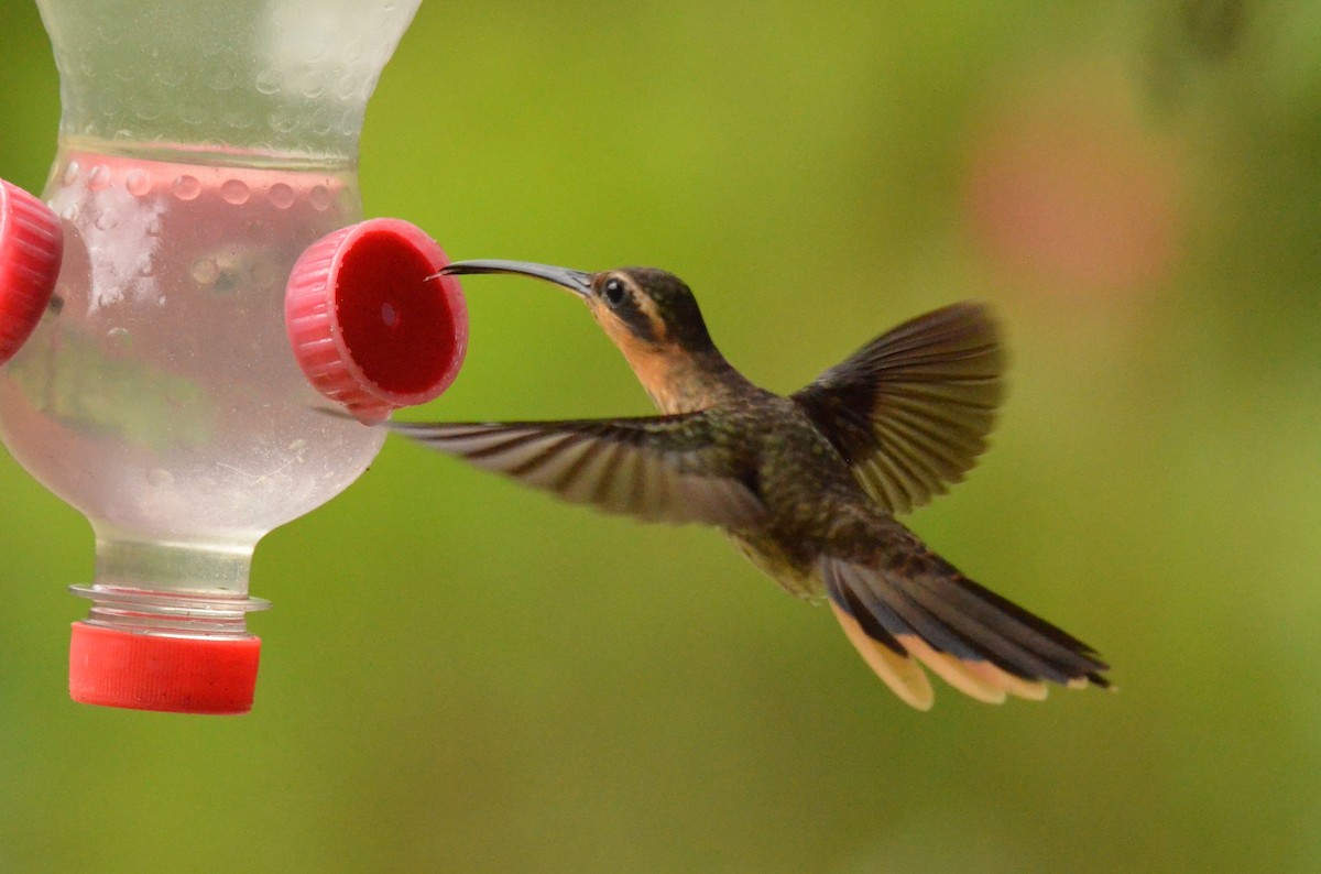Saw-billed Hermit - ML642198995