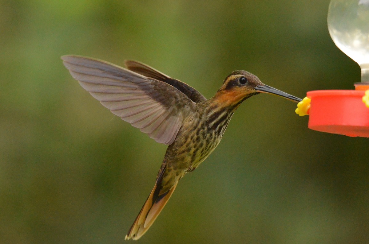 Saw-billed Hermit - ML642198996