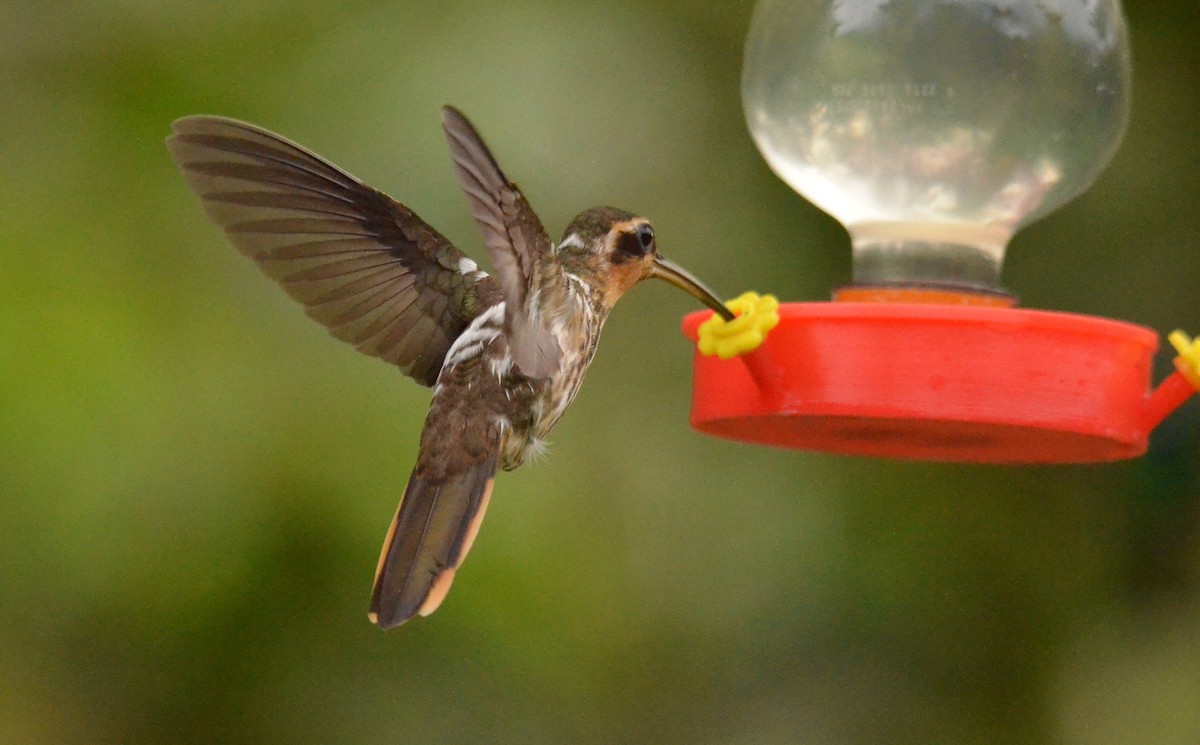 Saw-billed Hermit - ML642198997