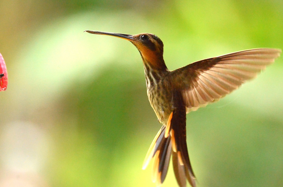 Saw-billed Hermit - ML642198998