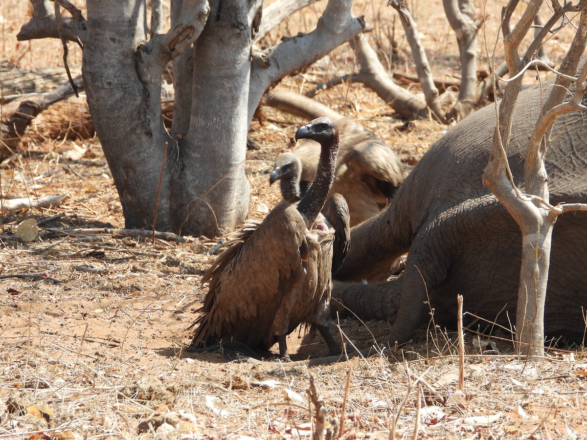 Buitre Dorsiblanco Africano - ML642199000