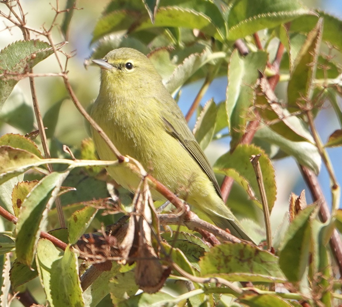 Orange-crowned Warbler - ML642199001