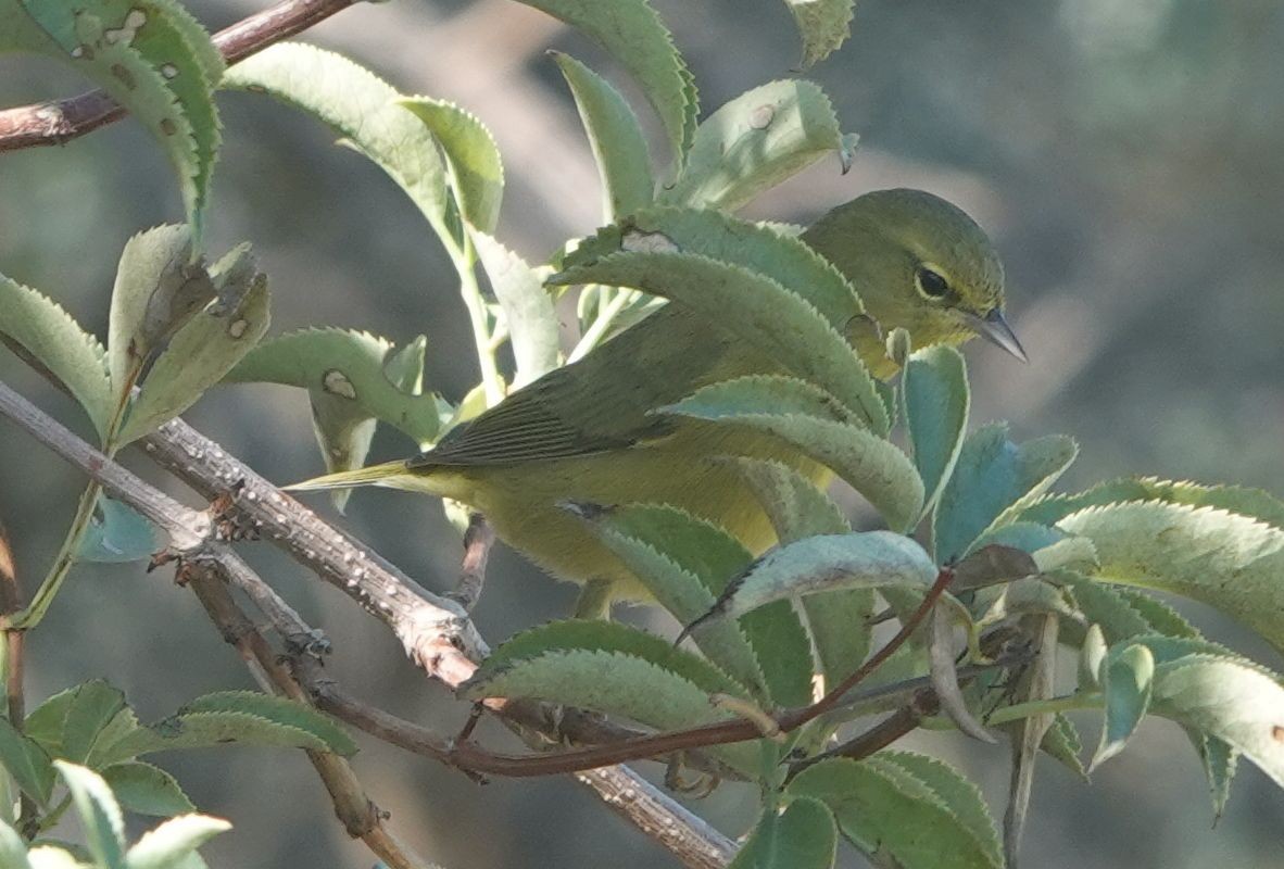 Orange-crowned Warbler - ML642199003