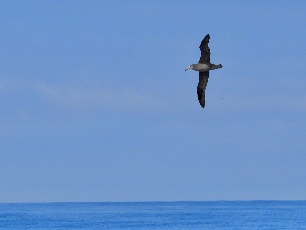 Black-footed Albatross - ML642199004