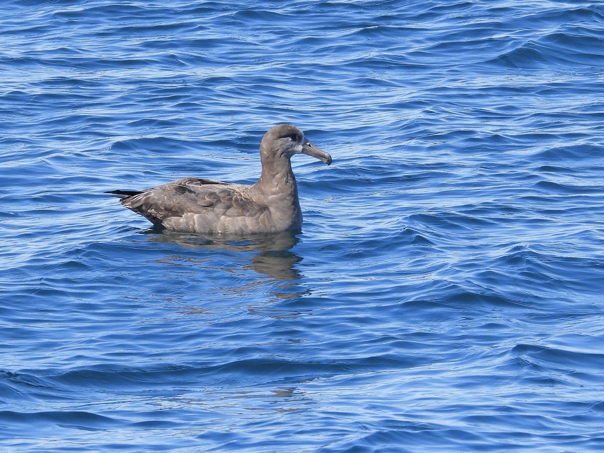 Black-footed Albatross - ML642199005
