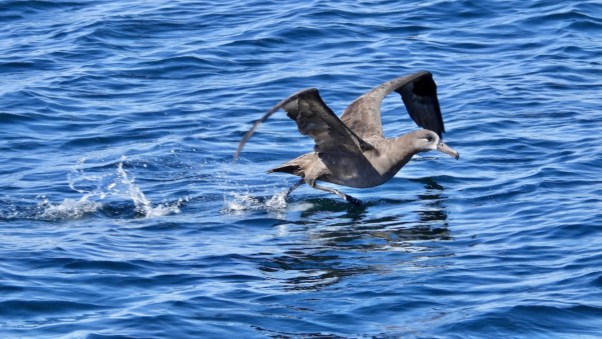 Black-footed Albatross - ML642199006