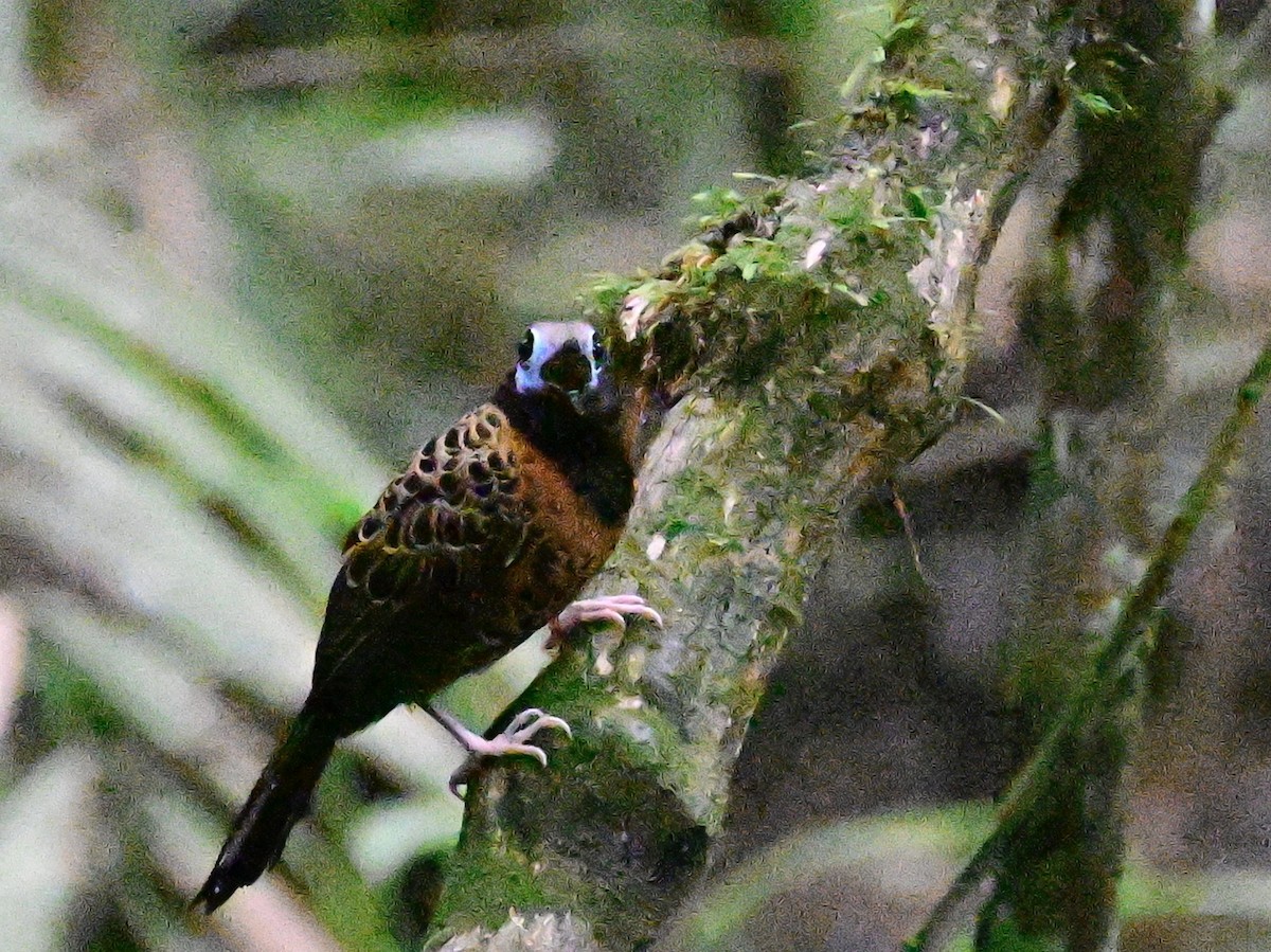 Ocellated Antbird - ML642199007