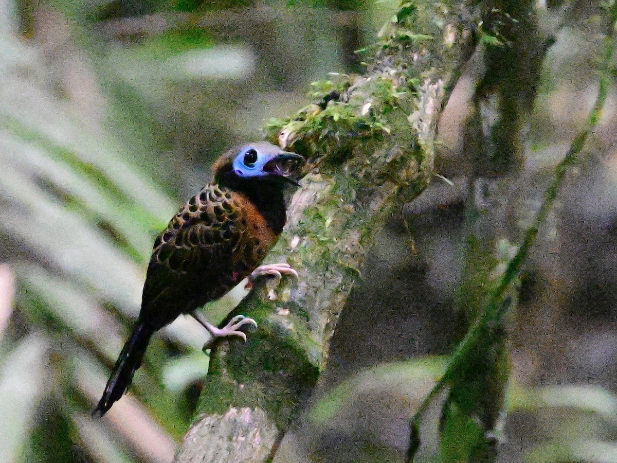 Ocellated Antbird - ML642199008