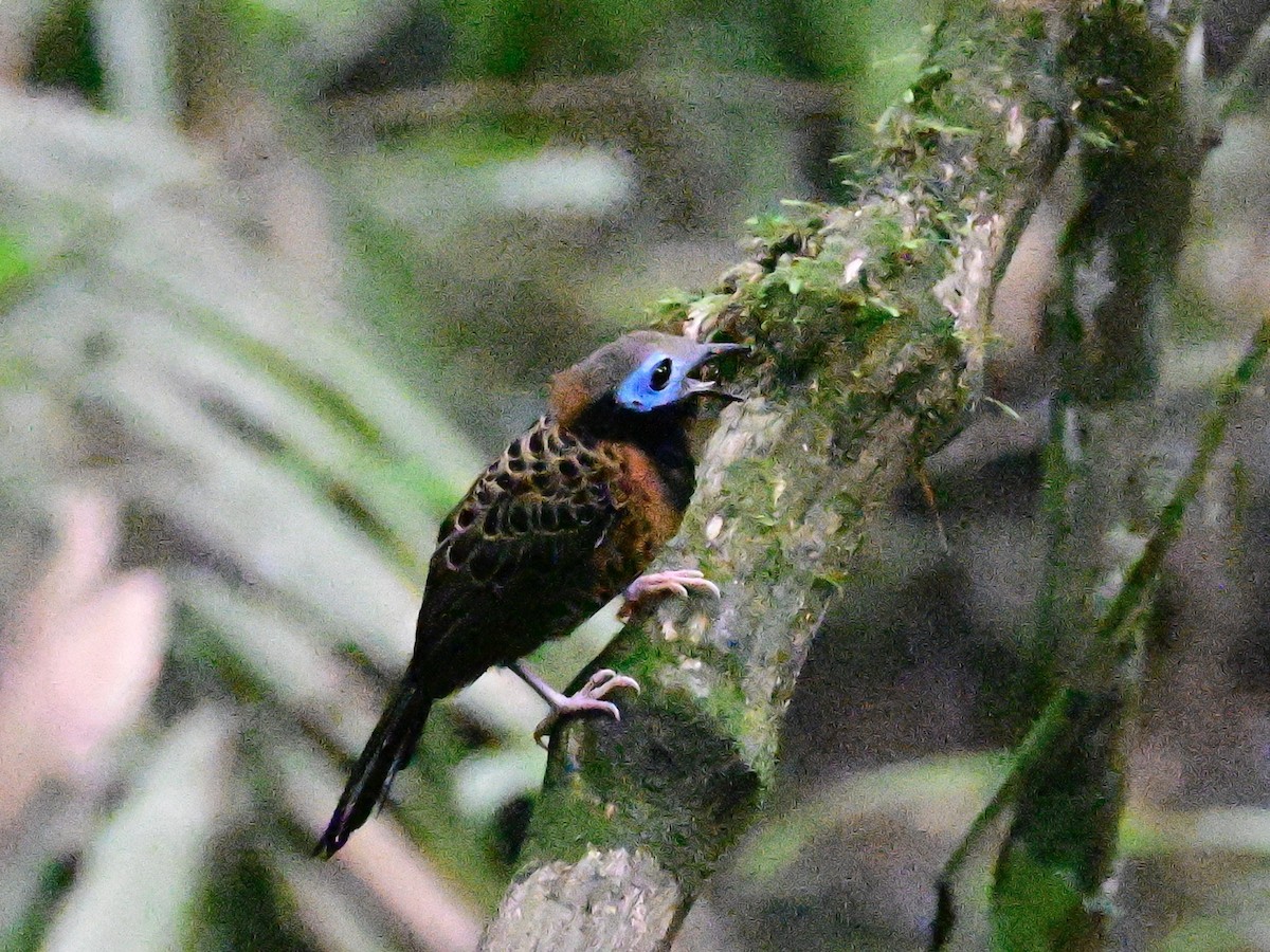 Ocellated Antbird - ML642199009