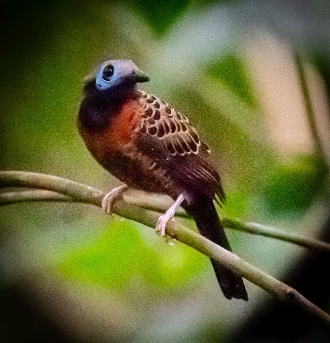 Ocellated Antbird - ML642199010