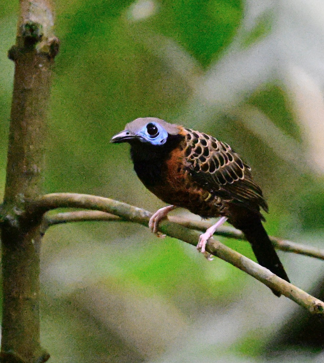 Ocellated Antbird - ML642199011