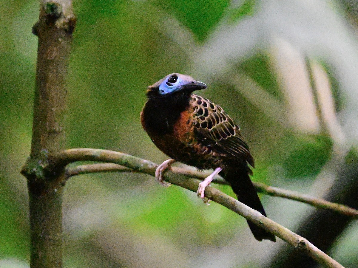 Ocellated Antbird - ML642199012