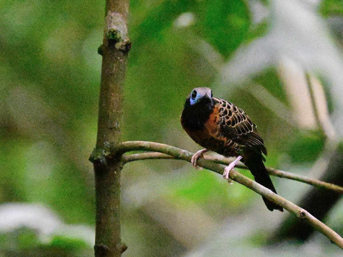 Ocellated Antbird - ML642199013