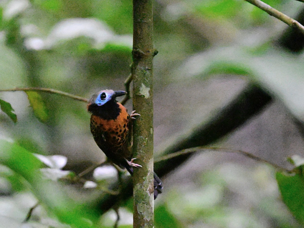 Ocellated Antbird - ML642199014
