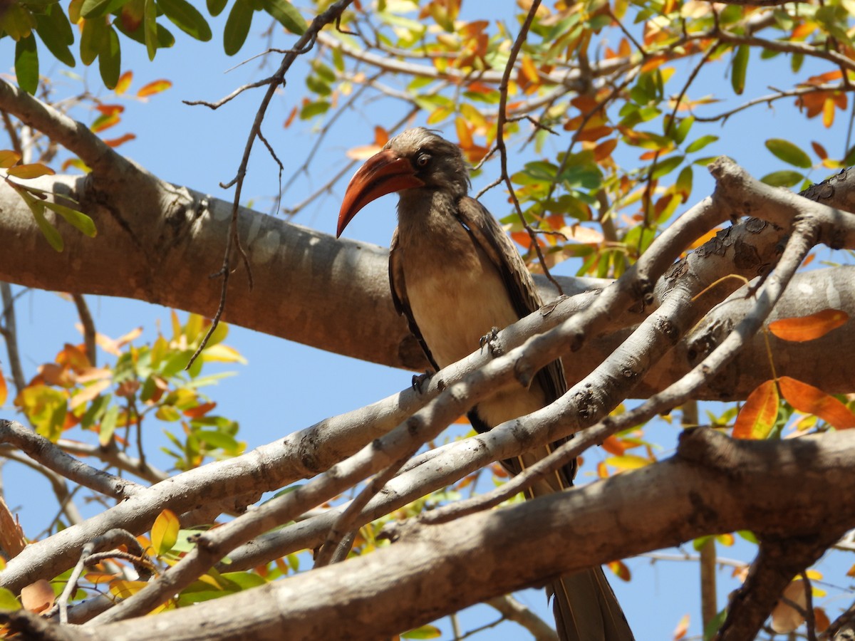 Bradfield's Hornbill - ML642199033