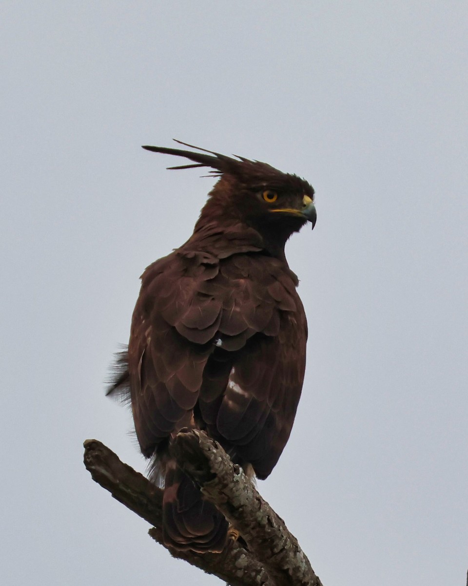 Long-crested Eagle - ML642199036