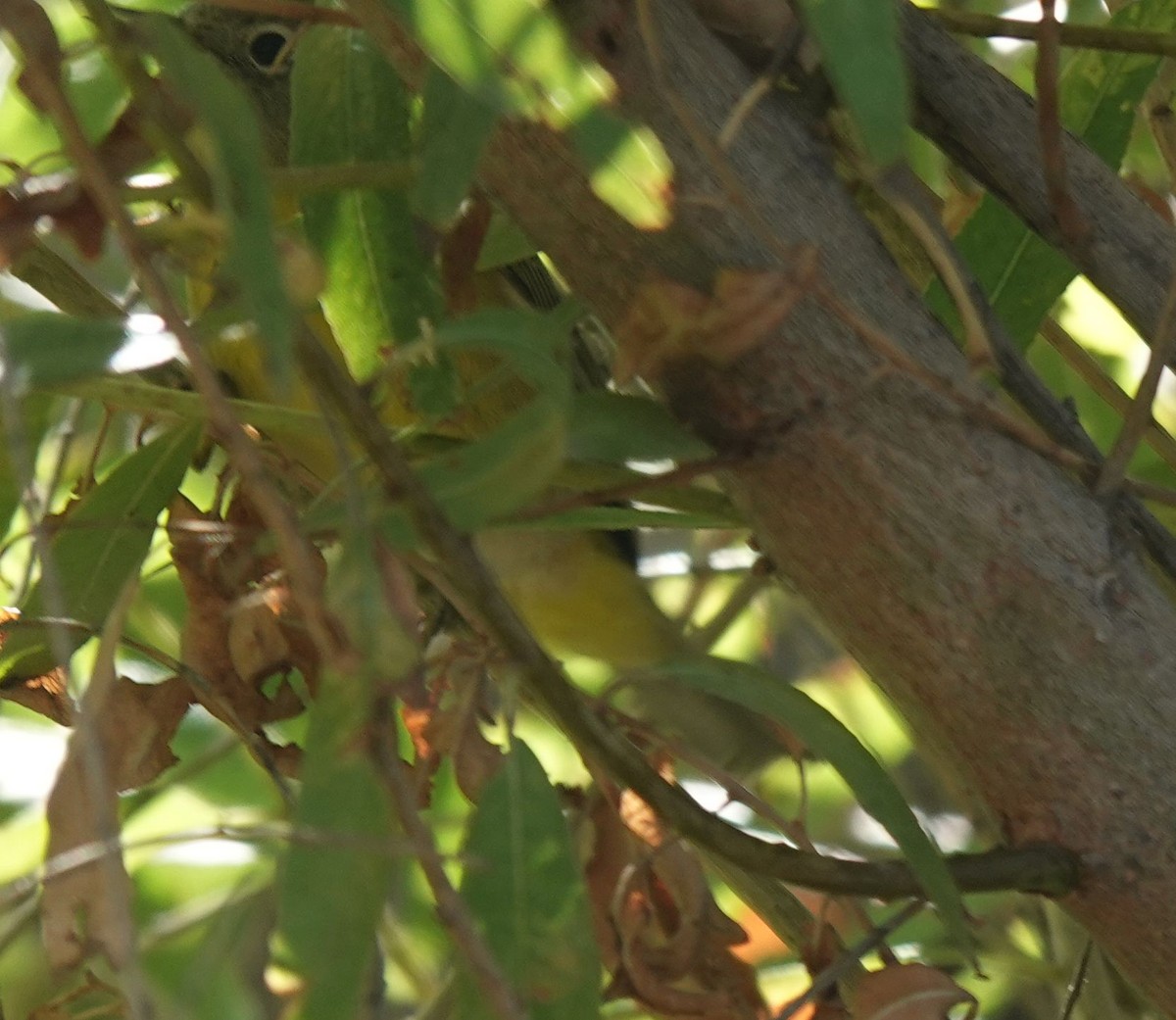 Nashville Warbler - ML642199042