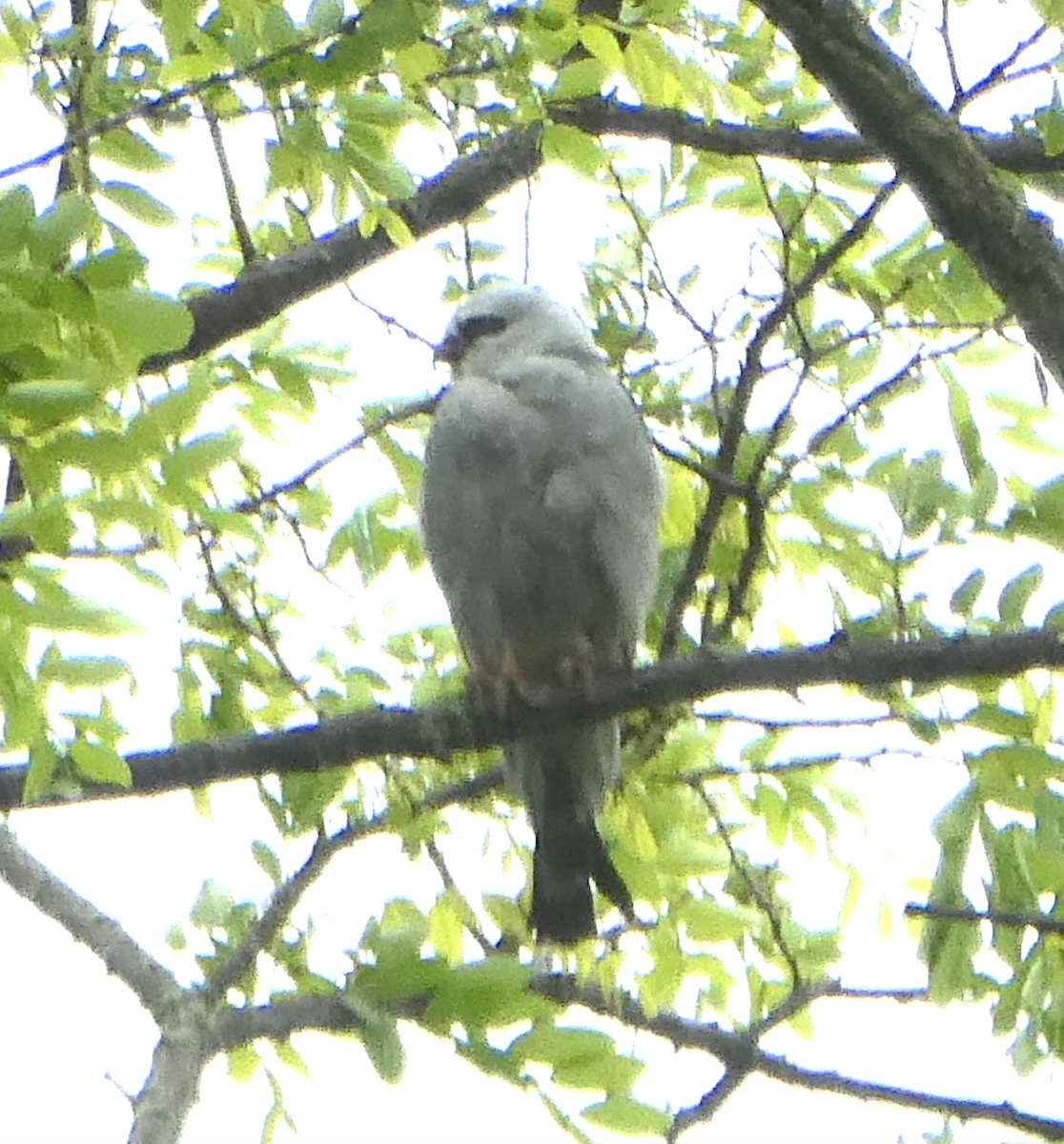 Mississippi Kite - ML642199048