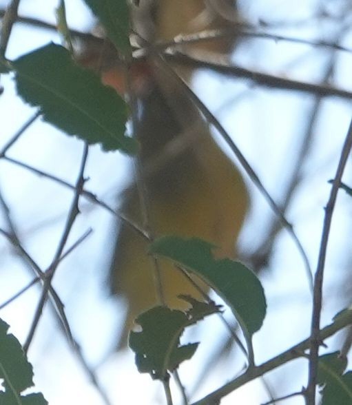 Nashville Warbler - ML642199049