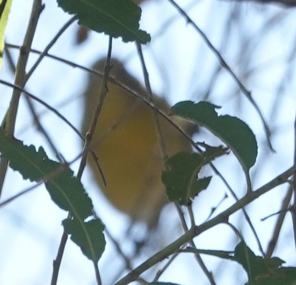 Nashville Warbler - ML642199052