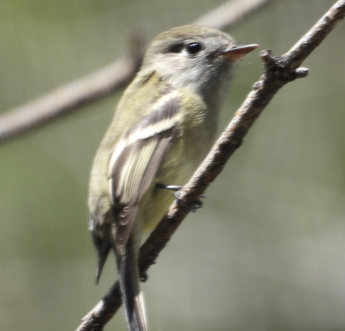 Hammond's Flycatcher - ML642199065