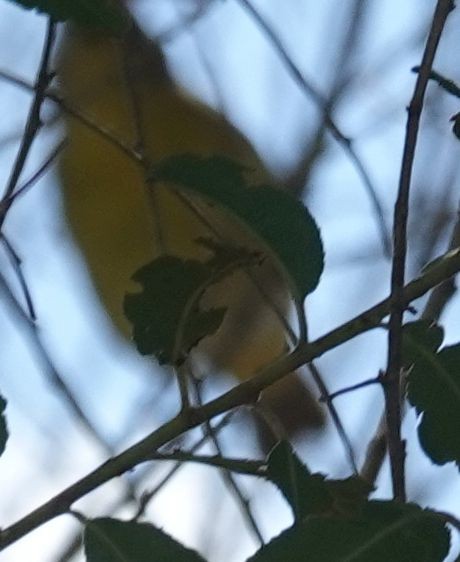 Nashville Warbler - ML642199071