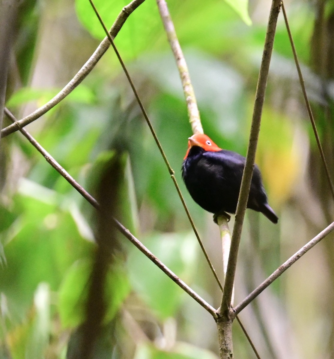 Red-capped Manakin - ML642199080