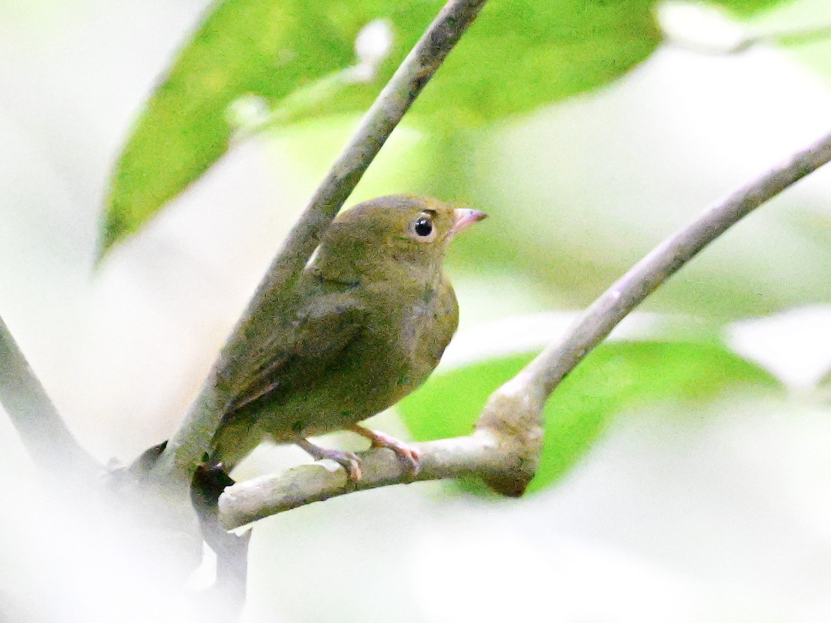 Red-capped Manakin - ML642199081