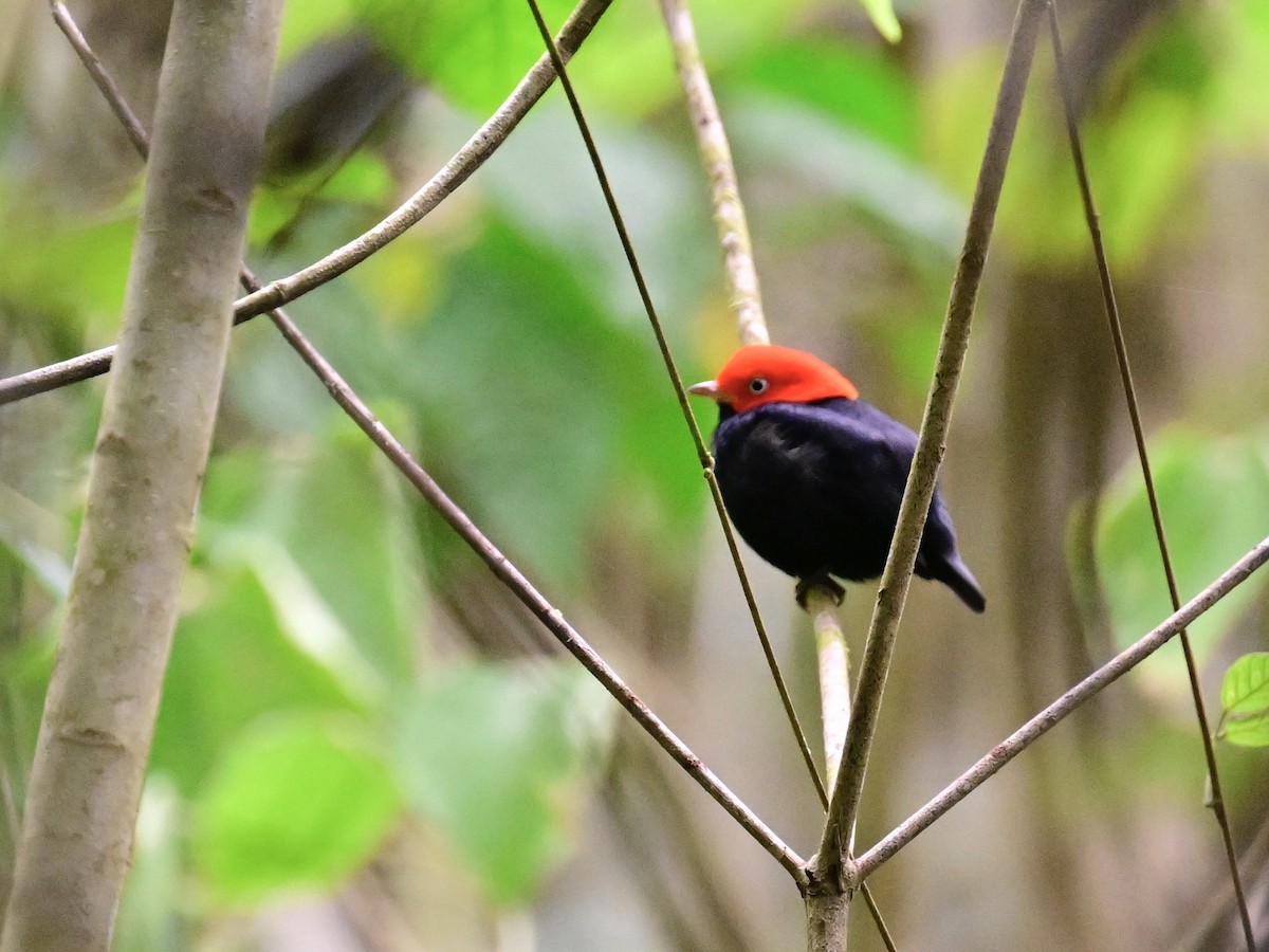 Red-capped Manakin - ML642199083