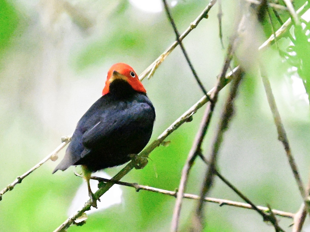 Red-capped Manakin - ML642199084
