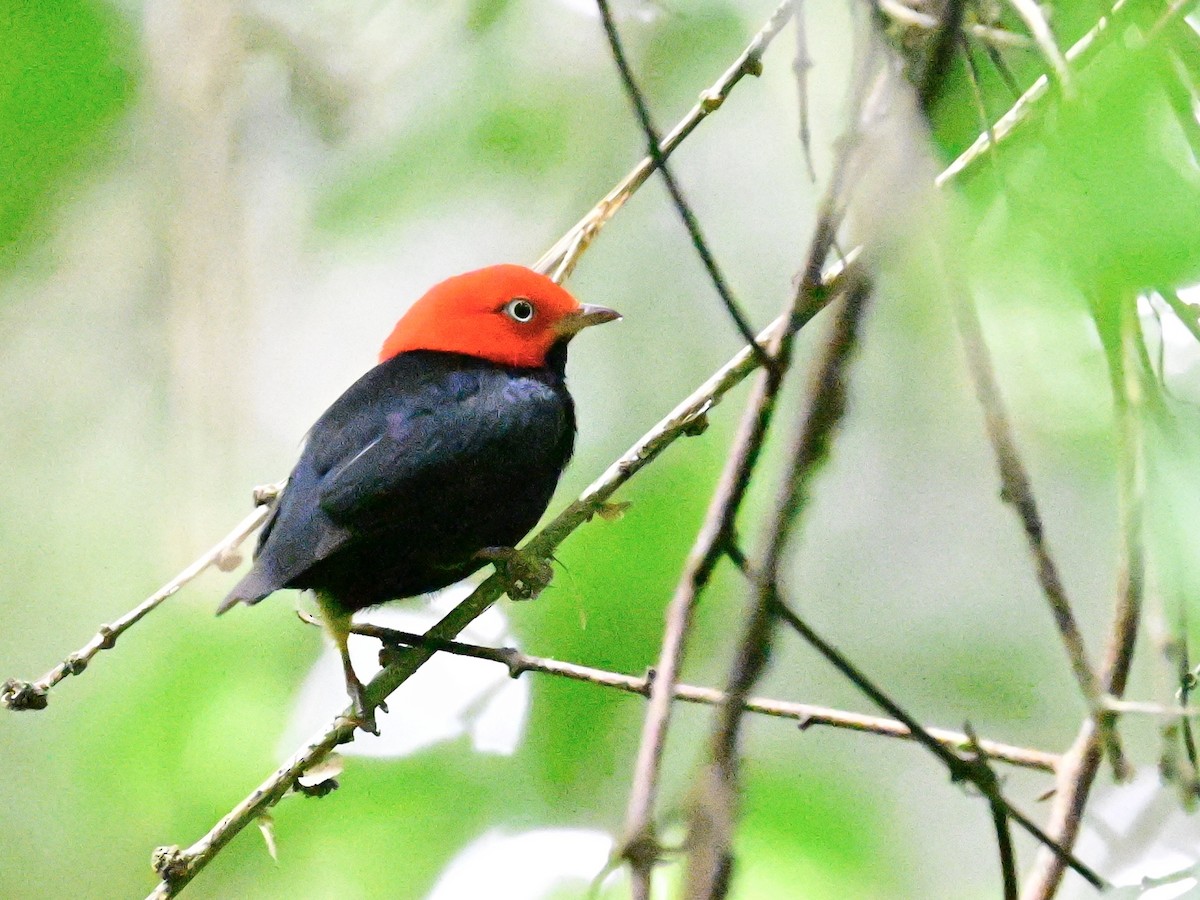 Red-capped Manakin - ML642199085