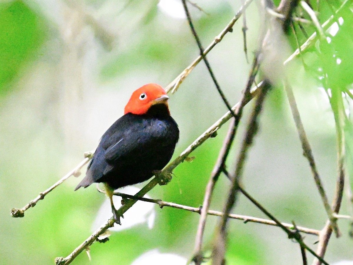 Red-capped Manakin - ML642199086