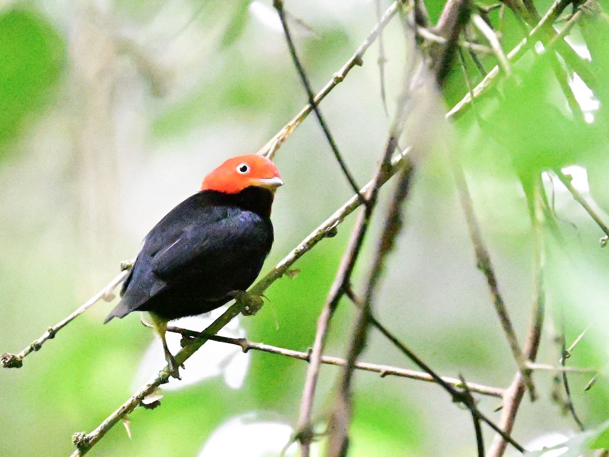 Red-capped Manakin - ML642199088
