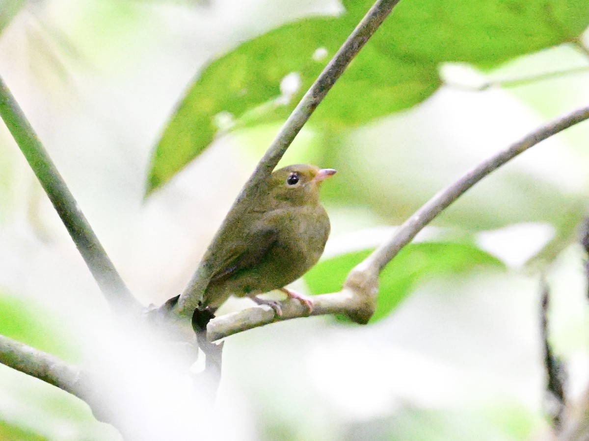 Red-capped Manakin - ML642199089