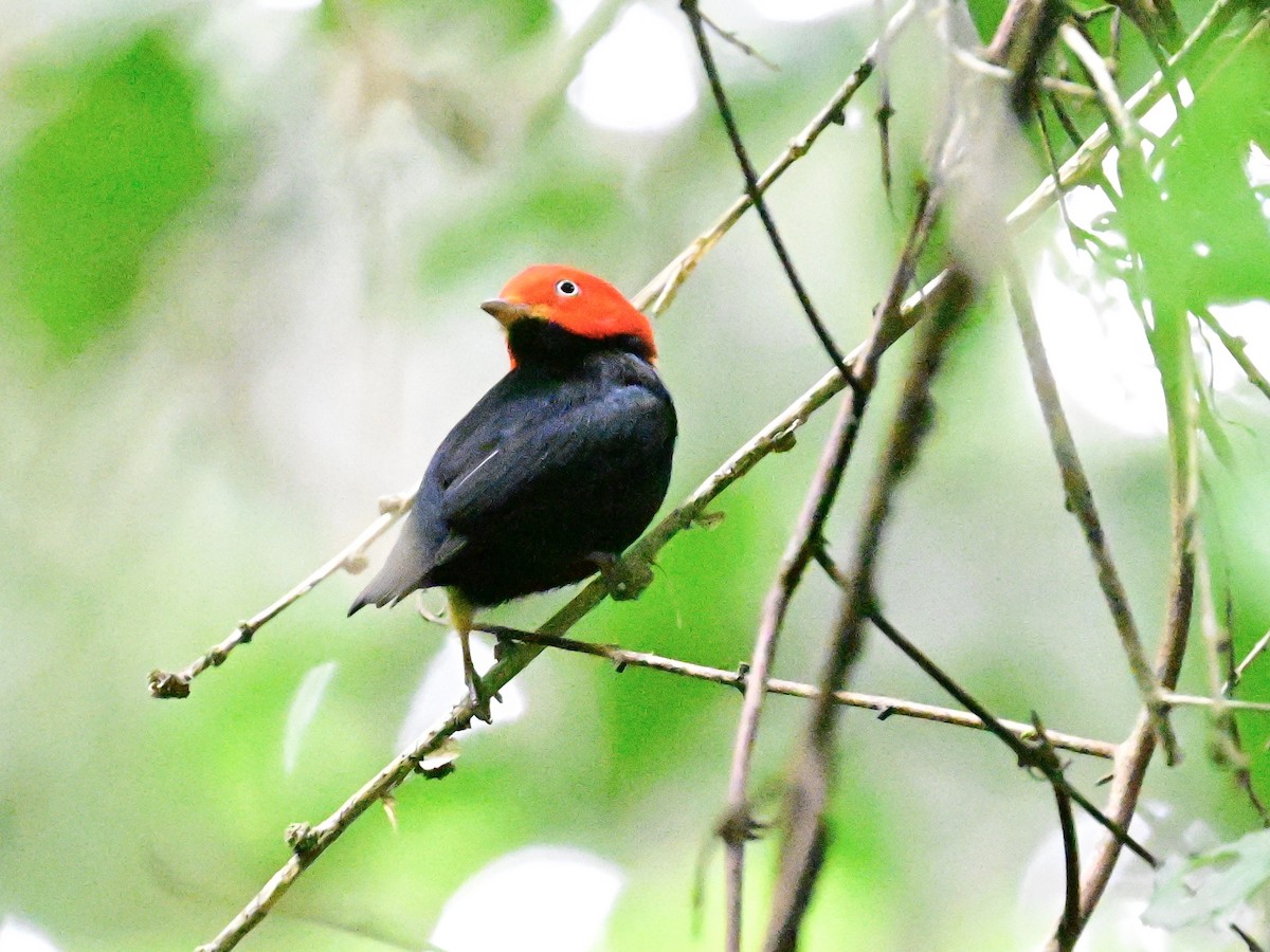 Red-capped Manakin - ML642199090