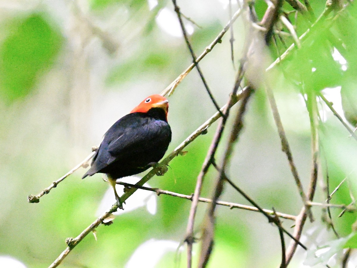Red-capped Manakin - ML642199091